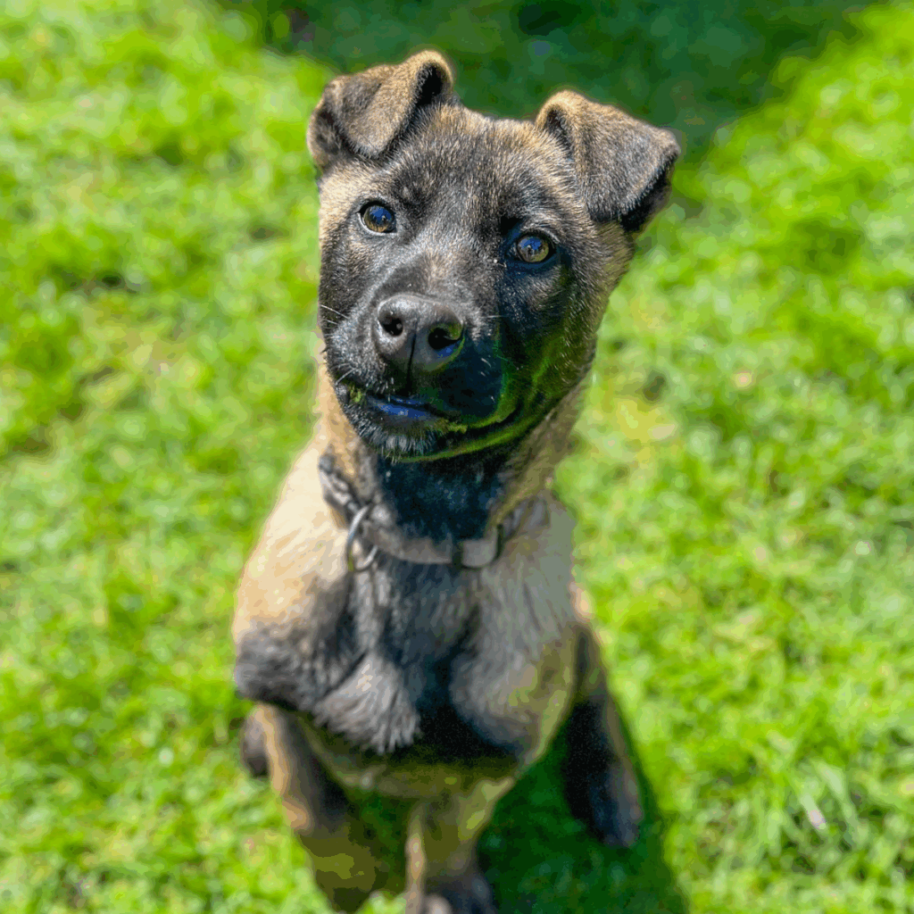 En ung hund med kort brun og svart pels sitter i det grønne gresset og ser oppmerksomt opp. Den har et grått halsbånd fra Norsk Folkehjelp, og den har klare, nysgjerrige øyne og et vennlig uttrykk i sollyset som lyser opp ansiktet og gresset rundt den.